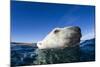 Polar Bear, Nunavut, Canada-Paul Souders-Mounted Photographic Print