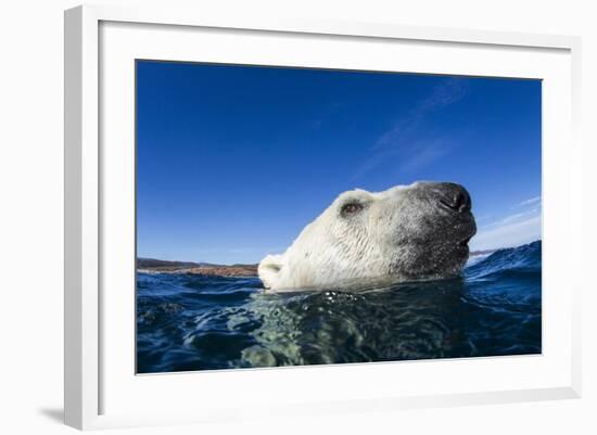 Polar Bear, Nunavut, Canada-Paul Souders-Framed Photographic Print