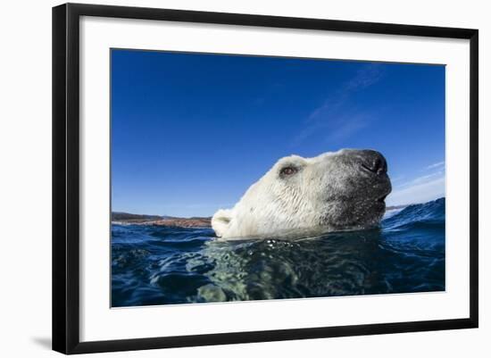 Polar Bear, Nunavut, Canada-Paul Souders-Framed Photographic Print