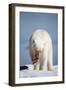 Polar Bear, Nunavut, Canada-Paul Souders-Framed Photographic Print