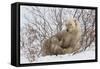 Polar Bear Nursing Cub (Ursus Maritimus) , Wapusk Nat'l Pk, Churchill, Hudson Bay, Manitoba, Canada-David Jenkins-Framed Stretched Canvas