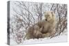 Polar Bear Nursing Cub (Ursus Maritimus) , Wapusk Nat'l Pk, Churchill, Hudson Bay, Manitoba, Canada-David Jenkins-Stretched Canvas