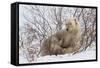 Polar Bear Nursing Cub (Ursus Maritimus) , Wapusk Nat'l Pk, Churchill, Hudson Bay, Manitoba, Canada-David Jenkins-Framed Stretched Canvas