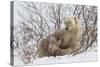 Polar Bear Nursing Cub (Ursus Maritimus) , Wapusk Nat'l Pk, Churchill, Hudson Bay, Manitoba, Canada-David Jenkins-Stretched Canvas