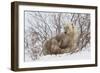 Polar Bear Nursing Cub (Ursus Maritimus) , Wapusk Nat'l Pk, Churchill, Hudson Bay, Manitoba, Canada-David Jenkins-Framed Photographic Print