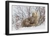 Polar Bear Nursing Cub (Ursus Maritimus) , Wapusk Nat'l Pk, Churchill, Hudson Bay, Manitoba, Canada-David Jenkins-Framed Photographic Print