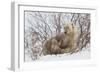 Polar Bear Nursing Cub (Ursus Maritimus) , Wapusk Nat'l Pk, Churchill, Hudson Bay, Manitoba, Canada-David Jenkins-Framed Photographic Print