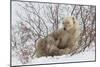 Polar Bear Nursing Cub (Ursus Maritimus) , Wapusk Nat'l Pk, Churchill, Hudson Bay, Manitoba, Canada-David Jenkins-Mounted Photographic Print