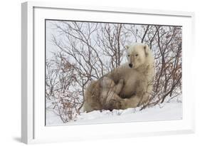 Polar Bear Nursing Cub (Ursus Maritimus) , Wapusk Nat'l Pk, Churchill, Hudson Bay, Manitoba, Canada-David Jenkins-Framed Photographic Print