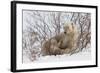 Polar Bear Nursing Cub (Ursus Maritimus) , Wapusk Nat'l Pk, Churchill, Hudson Bay, Manitoba, Canada-David Jenkins-Framed Photographic Print