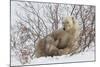 Polar Bear Nursing Cub (Ursus Maritimus) , Wapusk Nat'l Pk, Churchill, Hudson Bay, Manitoba, Canada-David Jenkins-Mounted Photographic Print