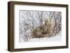 Polar Bear Nursing Cub (Ursus Maritimus) , Wapusk Nat'l Pk, Churchill, Hudson Bay, Manitoba, Canada-David Jenkins-Framed Photographic Print