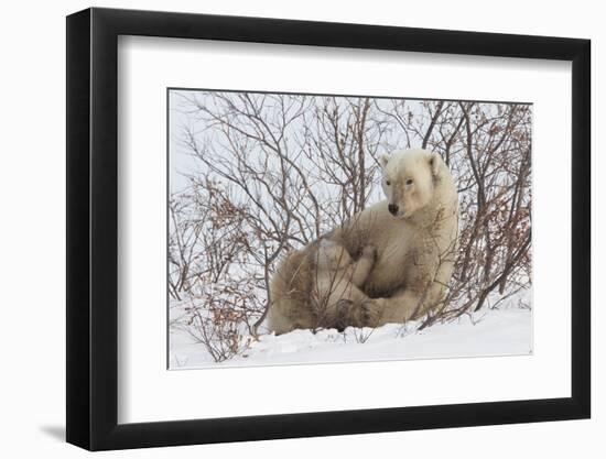 Polar Bear Nursing Cub (Ursus Maritimus) , Wapusk Nat'l Pk, Churchill, Hudson Bay, Manitoba, Canada-David Jenkins-Framed Photographic Print