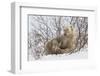 Polar Bear Nursing Cub (Ursus Maritimus) , Wapusk Nat'l Pk, Churchill, Hudson Bay, Manitoba, Canada-David Jenkins-Framed Photographic Print