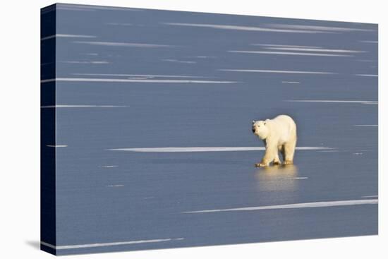 Polar Bear on a Frozen Pond Churchill Wildlife Area, Churchill, Mb-Richard ans Susan Day-Stretched Canvas