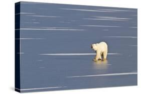 Polar Bear on a Frozen Pond Churchill Wildlife Area, Churchill, Mb-Richard ans Susan Day-Stretched Canvas