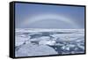 Polar Bear on Broken Sea Ice Beneath Rainbow, Svalbard, Norway-Jaynes Gallery-Framed Stretched Canvas