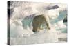 Polar Bear on Floating Ice, Davis Strait, Labrador See, Labrador, Canada, North America-Gabrielle and Michel Therin-Weise-Stretched Canvas