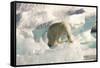 Polar Bear on Floating Ice, Davis Strait, Labrador See, Labrador, Canada, North America-Gabrielle and Michel Therin-Weise-Framed Stretched Canvas