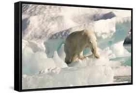 Polar Bear on Floating Ice, Davis Strait, Labrador See, Labrador, Canada, North America-Gabrielle and Michel Therin-Weise-Framed Stretched Canvas