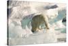 Polar Bear on Floating Ice, Davis Strait, Labrador See, Labrador, Canada, North America-Gabrielle and Michel Therin-Weise-Stretched Canvas