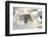 Polar Bear on Floating Ice, Davis Strait, Labrador See, Labrador, Canada, North America-Gabrielle and Michel Therin-Weise-Framed Photographic Print