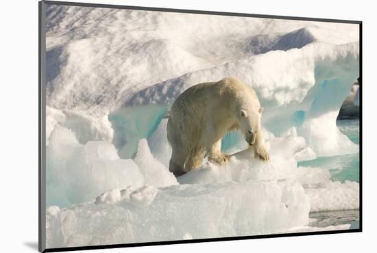 Polar Bear on Floating Ice, Davis Strait, Labrador See, Labrador, Canada, North America-Gabrielle and Michel Therin-Weise-Mounted Photographic Print