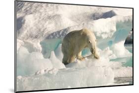 Polar Bear on Floating Ice, Davis Strait, Labrador See, Labrador, Canada, North America-Gabrielle and Michel Therin-Weise-Mounted Photographic Print