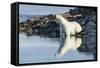 Polar Bear on Harbour Islands, Hudson Bay, Nunavut, Canada-Paul Souders-Framed Stretched Canvas