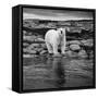 Polar Bear on Harbour Islands, Hudson Bay, Nunavut, Canada-Paul Souders-Framed Stretched Canvas