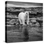 Polar Bear on Harbour Islands, Hudson Bay, Nunavut, Canada-Paul Souders-Stretched Canvas