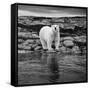 Polar Bear on Harbour Islands, Hudson Bay, Nunavut, Canada-Paul Souders-Framed Stretched Canvas