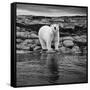 Polar Bear on Harbour Islands, Hudson Bay, Nunavut, Canada-Paul Souders-Framed Stretched Canvas