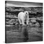 Polar Bear on Harbour Islands, Hudson Bay, Nunavut, Canada-Paul Souders-Stretched Canvas