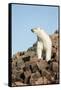 Polar Bear on Harbour Islands, Hudson Bay, Nunavut, Canada-Paul Souders-Framed Stretched Canvas