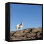 Polar Bear on Harbour Islands, Hudson Bay, Nunavut, Canada-Paul Souders-Framed Stretched Canvas