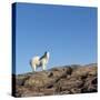 Polar Bear on Harbour Islands, Hudson Bay, Nunavut, Canada-Paul Souders-Stretched Canvas