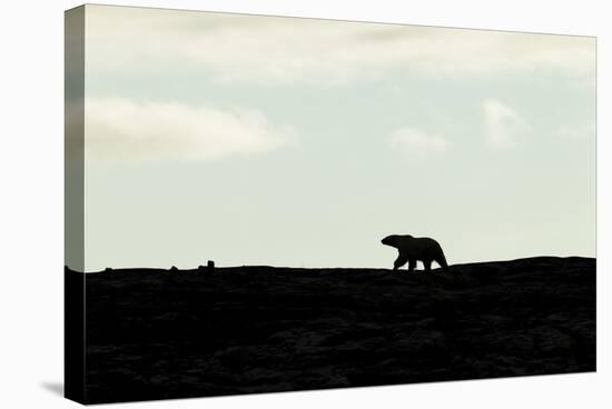 Polar Bear on Harbour Islands, Hudson Bay, Nunavut, Canada-Paul Souders-Stretched Canvas