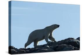 Polar Bear on Harbour Islands, Hudson Bay, Nunavut, Canada-Paul Souders-Stretched Canvas