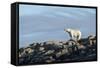 Polar Bear on Harbour Islands, Hudson Bay, Nunavut, Canada-Paul Souders-Framed Stretched Canvas