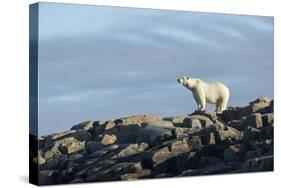 Polar Bear on Harbour Islands, Hudson Bay, Nunavut, Canada-Paul Souders-Stretched Canvas