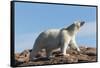 Polar Bear on Harbour Islands, Hudson Bay, Nunavut, Canada-Paul Souders-Framed Stretched Canvas