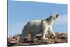 Polar Bear on Harbour Islands, Hudson Bay, Nunavut, Canada-Paul Souders-Stretched Canvas