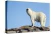 Polar Bear on Harbour Islands, Hudson Bay, Nunavut, Canada-Paul Souders-Stretched Canvas