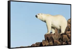 Polar Bear on Harbour Islands, Hudson Bay, Nunavut, Canada-Paul Souders-Framed Stretched Canvas