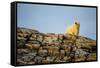 Polar Bear on Harbour Islands, Hudson Bay, Nunavut, Canada-Paul Souders-Framed Stretched Canvas