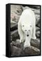 Polar Bear on Harbour Islands, Hudson Bay, Nunavut, Canada-Paul Souders-Framed Stretched Canvas