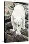 Polar Bear on Harbour Islands, Hudson Bay, Nunavut, Canada-Paul Souders-Stretched Canvas