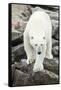 Polar Bear on Harbour Islands, Hudson Bay, Nunavut, Canada-Paul Souders-Framed Stretched Canvas