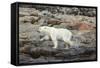 Polar Bear on Harbour Islands, Hudson Bay, Nunavut, Canada-Paul Souders-Framed Stretched Canvas